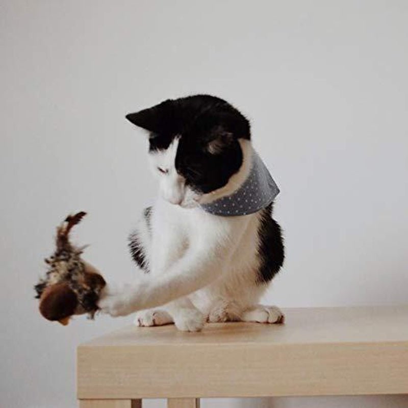 Chirpy™ | Halten Sie Ihre Katze aktiv und vermeiden Sie Langeweile | 1+1 GRATIS - Finezo.de