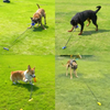 Dazzle™ | Hundespielzeug mit Zugseil