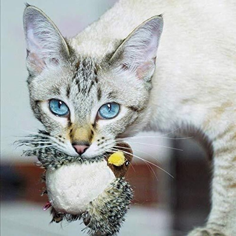 Chirpy™ | Halten Sie Ihre Katze aktiv und vermeiden Sie Langeweile | 1+1 GRATIS - Finezo.de