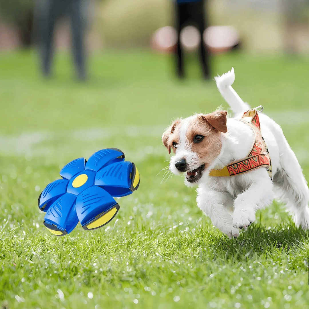 Discball™ | Springender Hundeball | 1+1 GRATIS - Finezo.de
